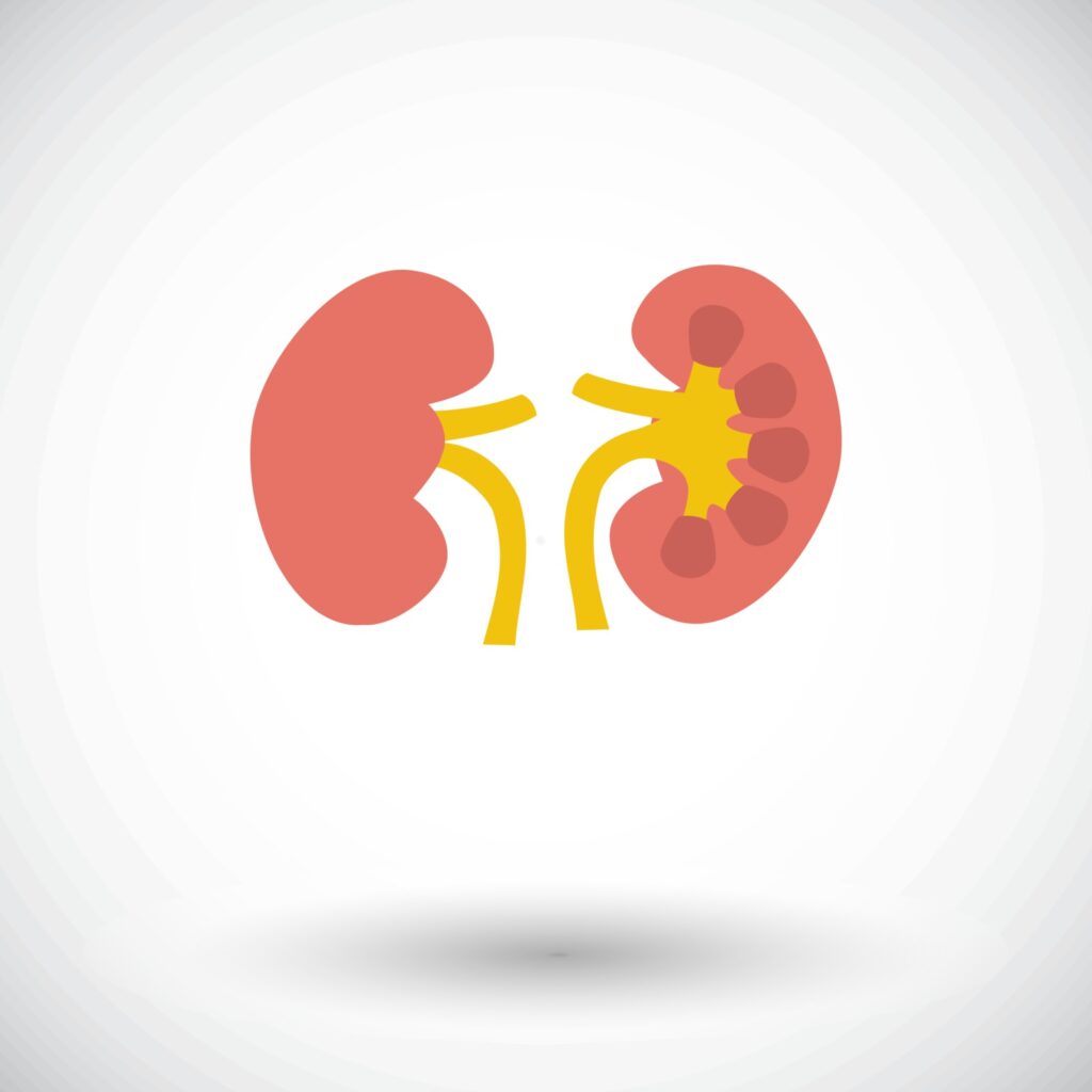 신사구체여과율